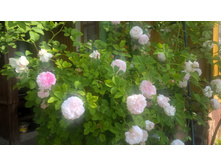 WP 20160622 09 20 09 Pro.jpg