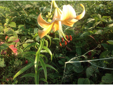 ����� �����