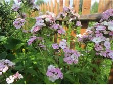 ����� ����������� ������ ��������