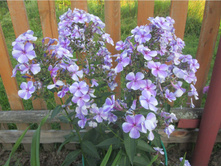 ����� �����