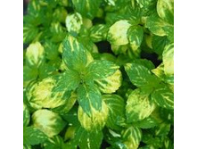 ���� �������� �������� ����+