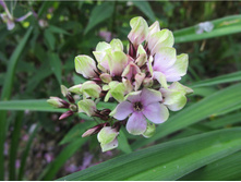 ����� ����������� ������ ��������