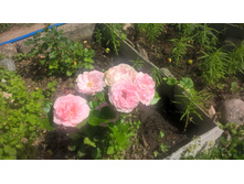 WP 20160622 09 19 50 Pro.jpg