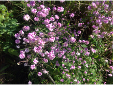 ����������� ������ ����