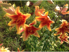 ���� �����