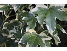 ���������� ����������� (Fatshedera variegata)