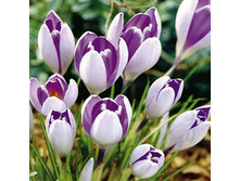 ������ ������� ��������-����� 80�