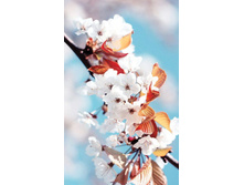 ����� ����������� ����� - M-8-19