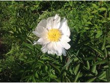 ���� ���� �����