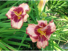 �������� ���� ��� �������