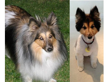 1407508027 do-i-posle-strizhki-11.jpg