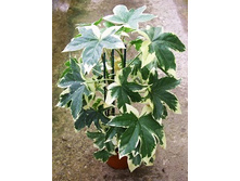 ���������� ����������� (Fatshedera variegata) -  450  - 550 ���.