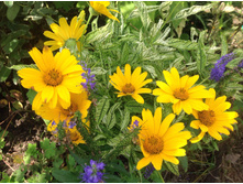 ��������� ���������� ������