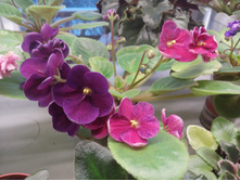 IMG 20170107 154038.jpg