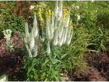 �������� ���������