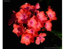 ���� 59 - ����� �����