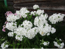 ����� ����������� ����� �������