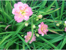 ������ ���� �������