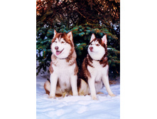 �̣� � ����