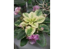 IMG 20170105 160226.jpg