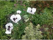 ��� ������ ����