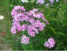 ������ *)