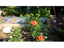 WP 20160618 08 51 32 Pro.jpg