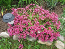 ������ ������