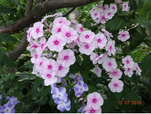 DSC02740.JPG