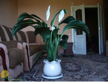 ����������� ��������