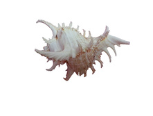 ������� �������� ������ �������, ������ 20-25 ��