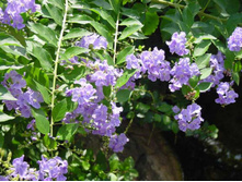 ������� ������� - ������ �������� ..