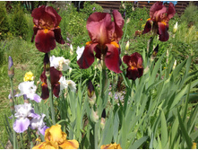 ���� ���� ������