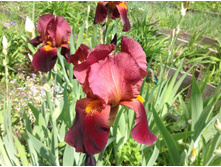 ���� ���� ������