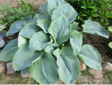 ����� ��� �����