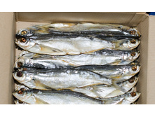 ������ ������� ��. 250�/��