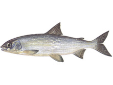 ��� - ���� �������� ��� (������) �������������� ���������.