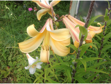 ����� ��������� ������ ��������