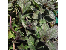 ���� ����������+