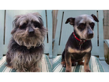 Shabby-to-sleek-haircut-dog-1.jpg