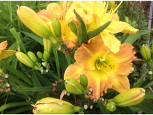 �������� ����