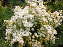 ������ �������� ���� ������