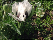 ��� ������ ����