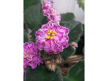 ����� (�����)