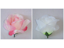 ������� "����" �����, �����, 8*9 ��. 8,8�