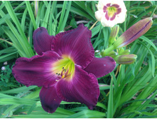 ������� ���� �������