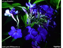 ���� 82 - ����� ������ ���� - ����� ����