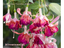 ������ Bicentennial