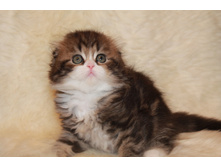 IMG 9823 ? �����.JPG