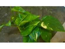 ���������� ������